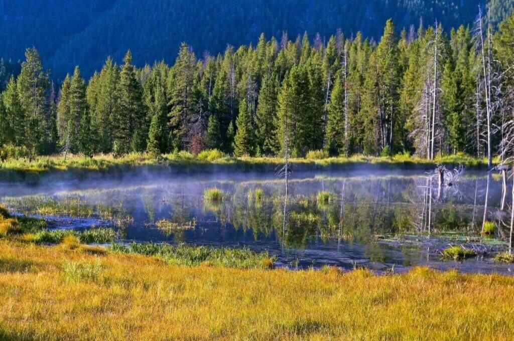 Madison River landscape